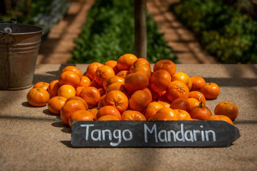 Mandarins and citrus