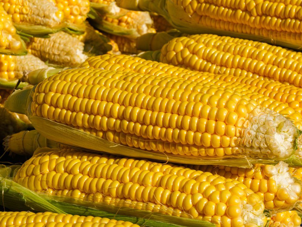Sweet corn