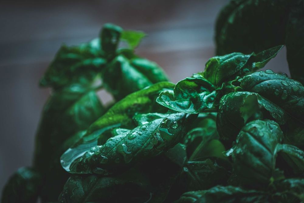 Herbs and bunched greens