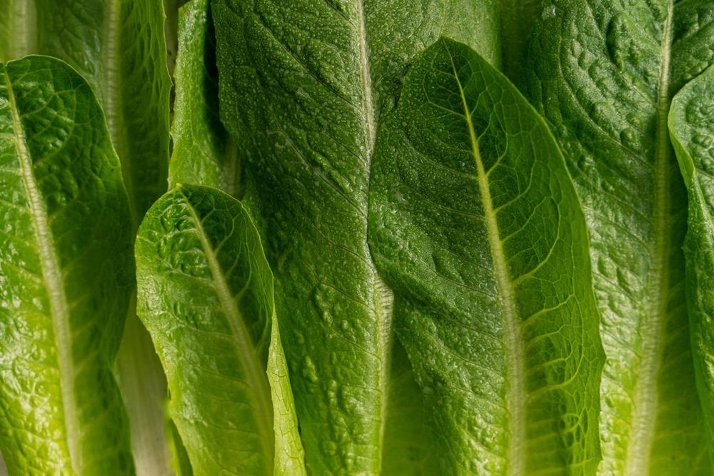 Romaine hearts and lettuce